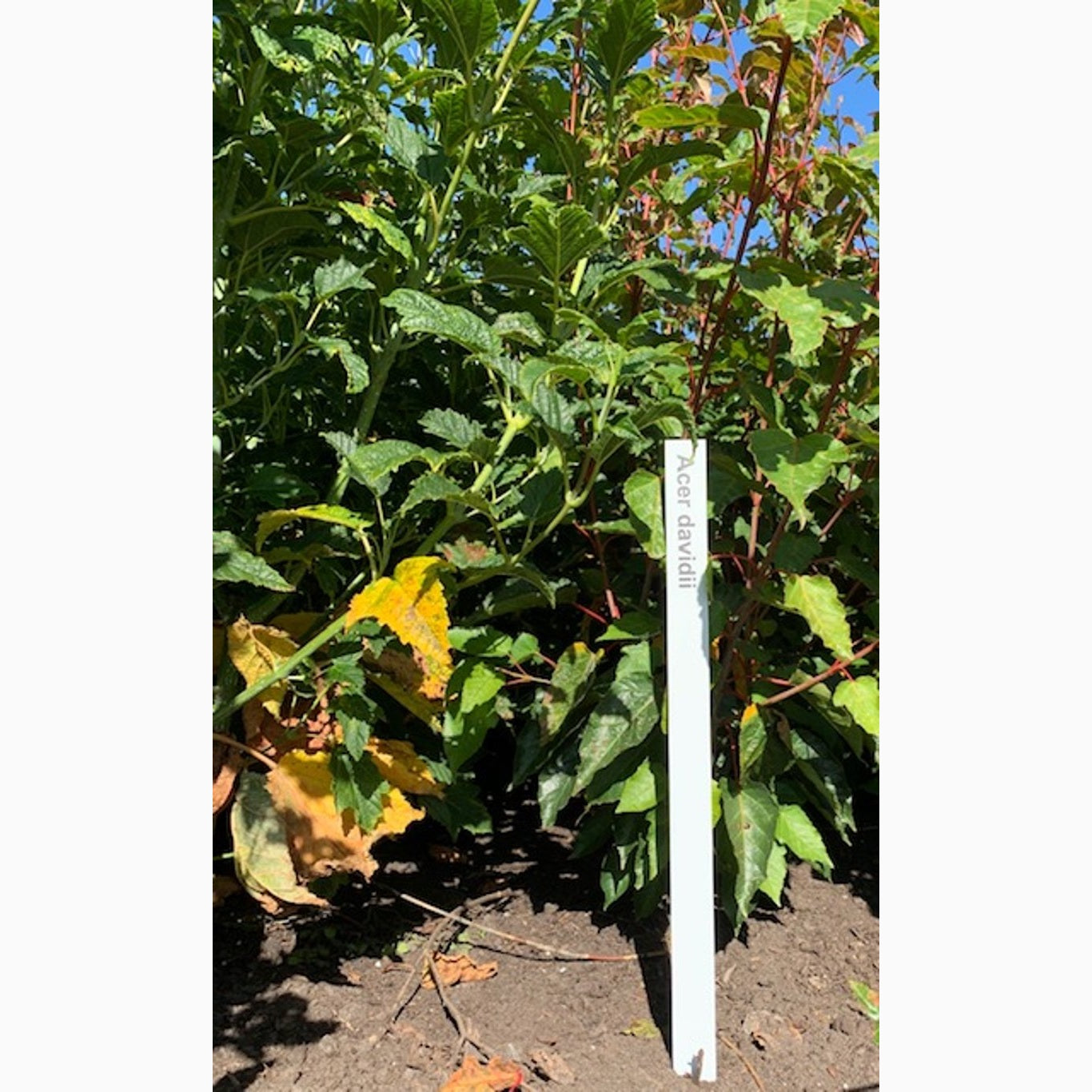 Davidlönn – Acer davidii - C5 60-80 CM